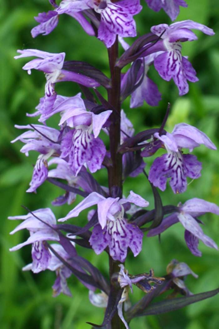 Altra orchidea... Dactylorhiza fuchsii